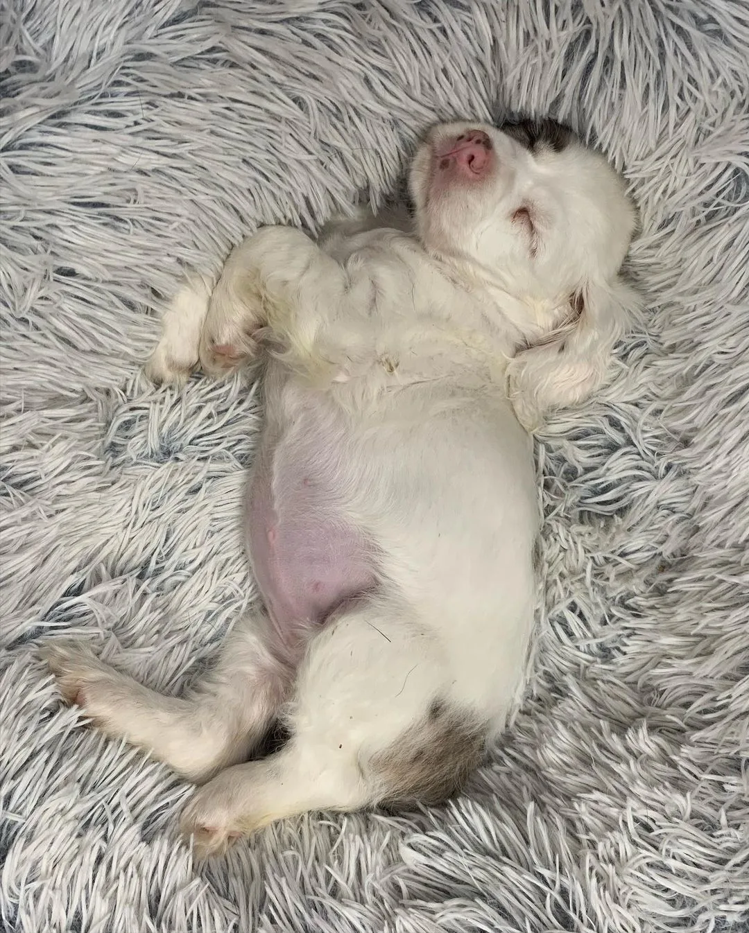 cute little puppy sleeping