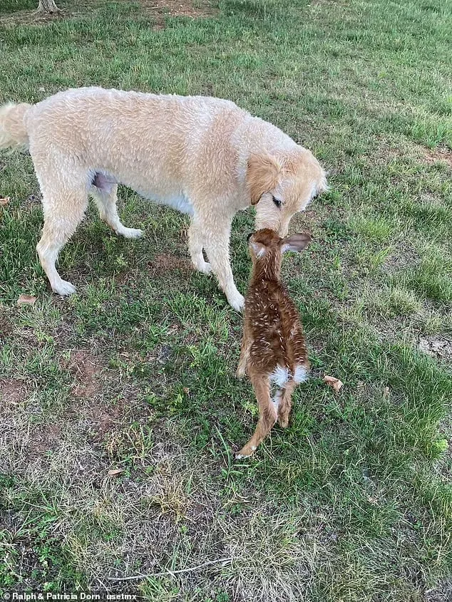 dog harley sniffing baby fawn