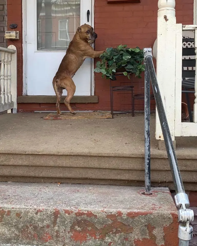 dog standing on legs