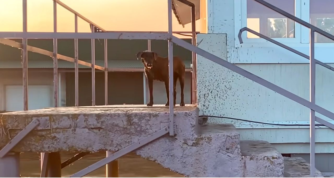 dog stranded on porch