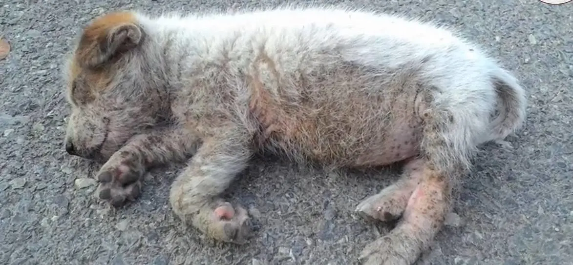 hopeless puppy sleeping in the middle of the road