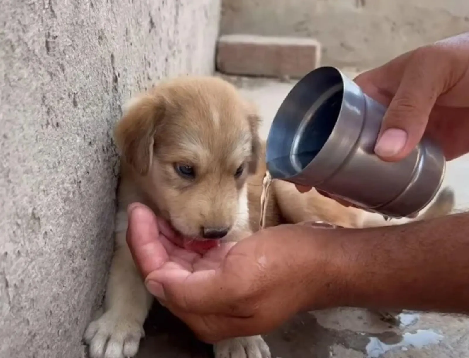 human giving water to a puppy