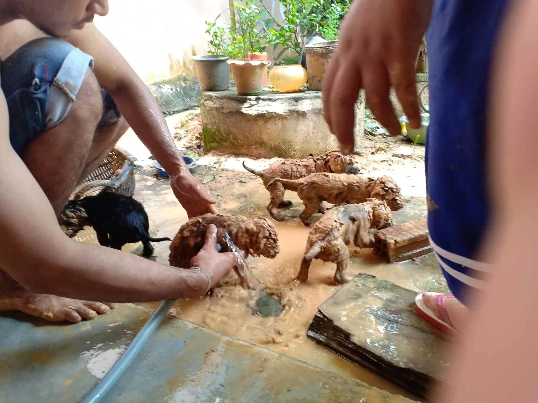 muddy puppies bathed by their savior