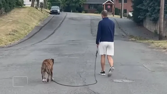 mellow on a walk while battling cancer