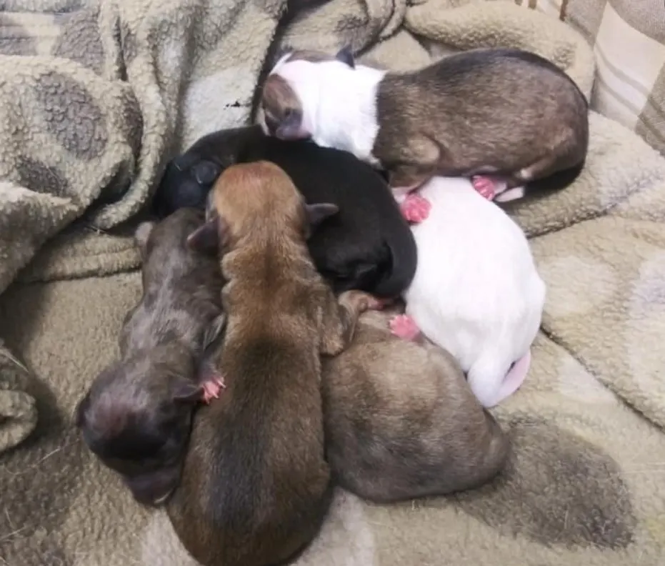 newly weaned puppies