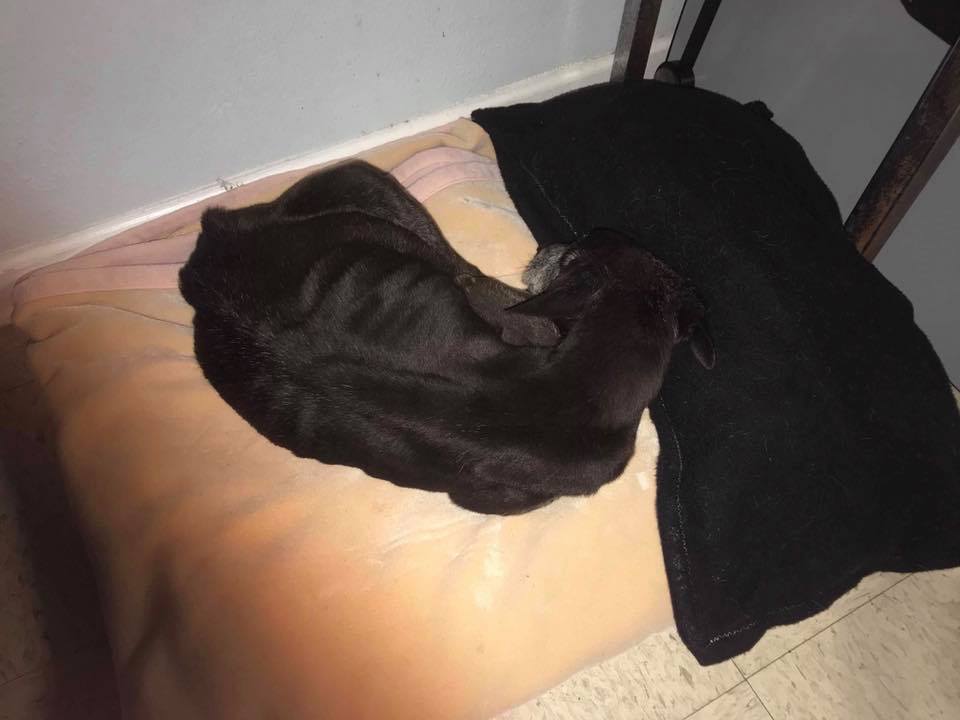 old black dog sleeping in the bed