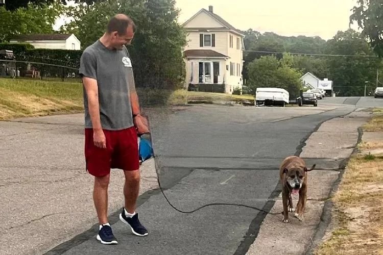 photo of mellow on a walk with his owner