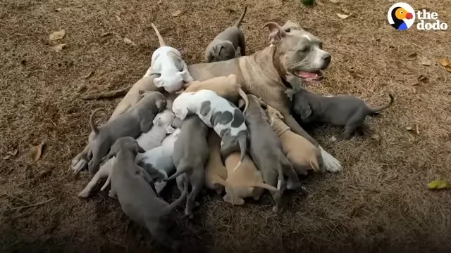 pitbull dog and her puppies around her