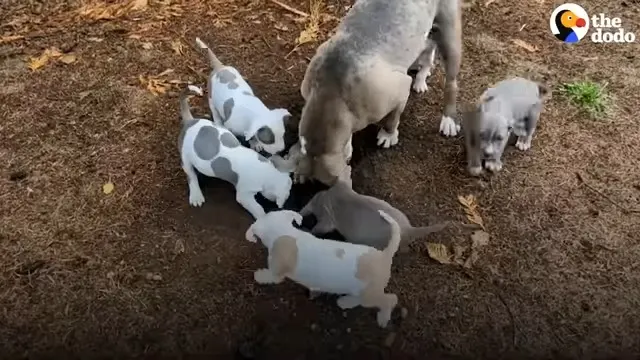 pitbull dog with her puppies sniffing ground