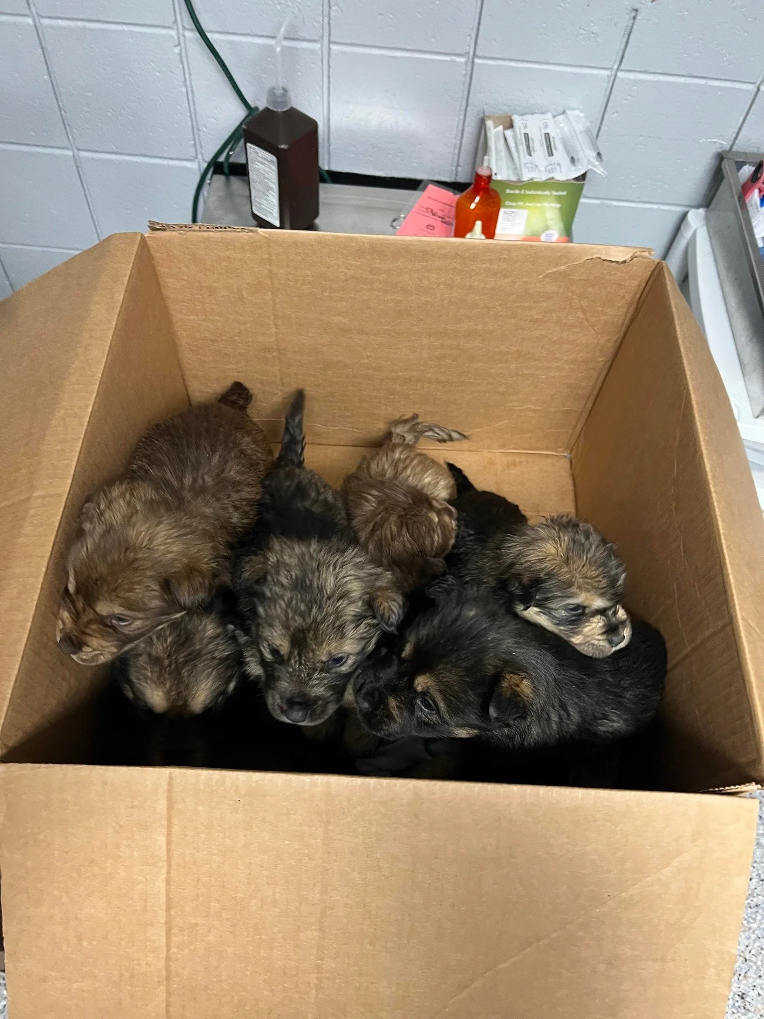 puppies in the box