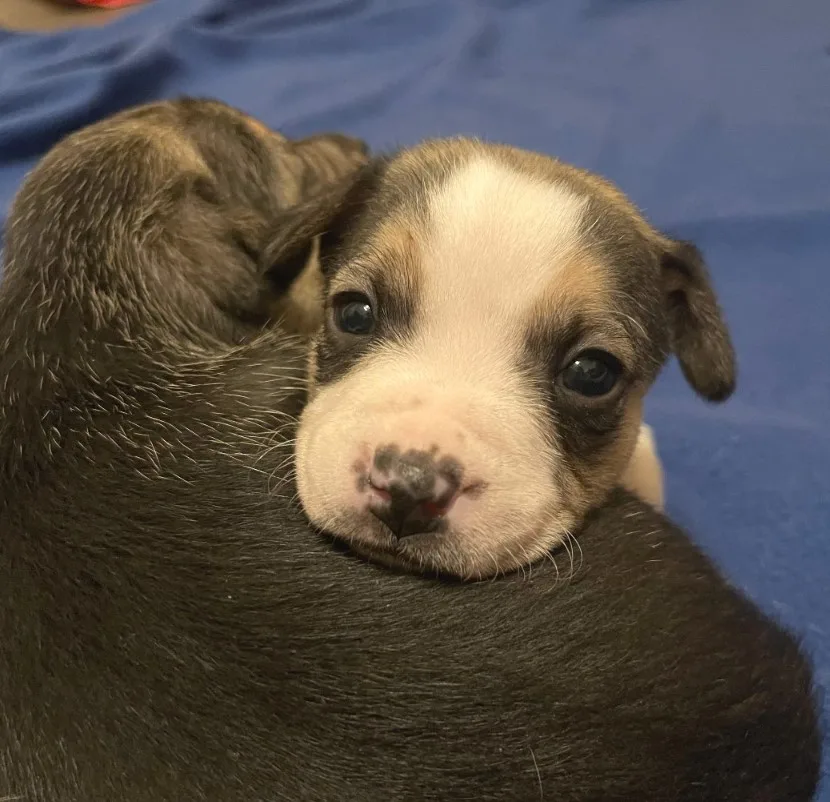 puppy leaning on mother