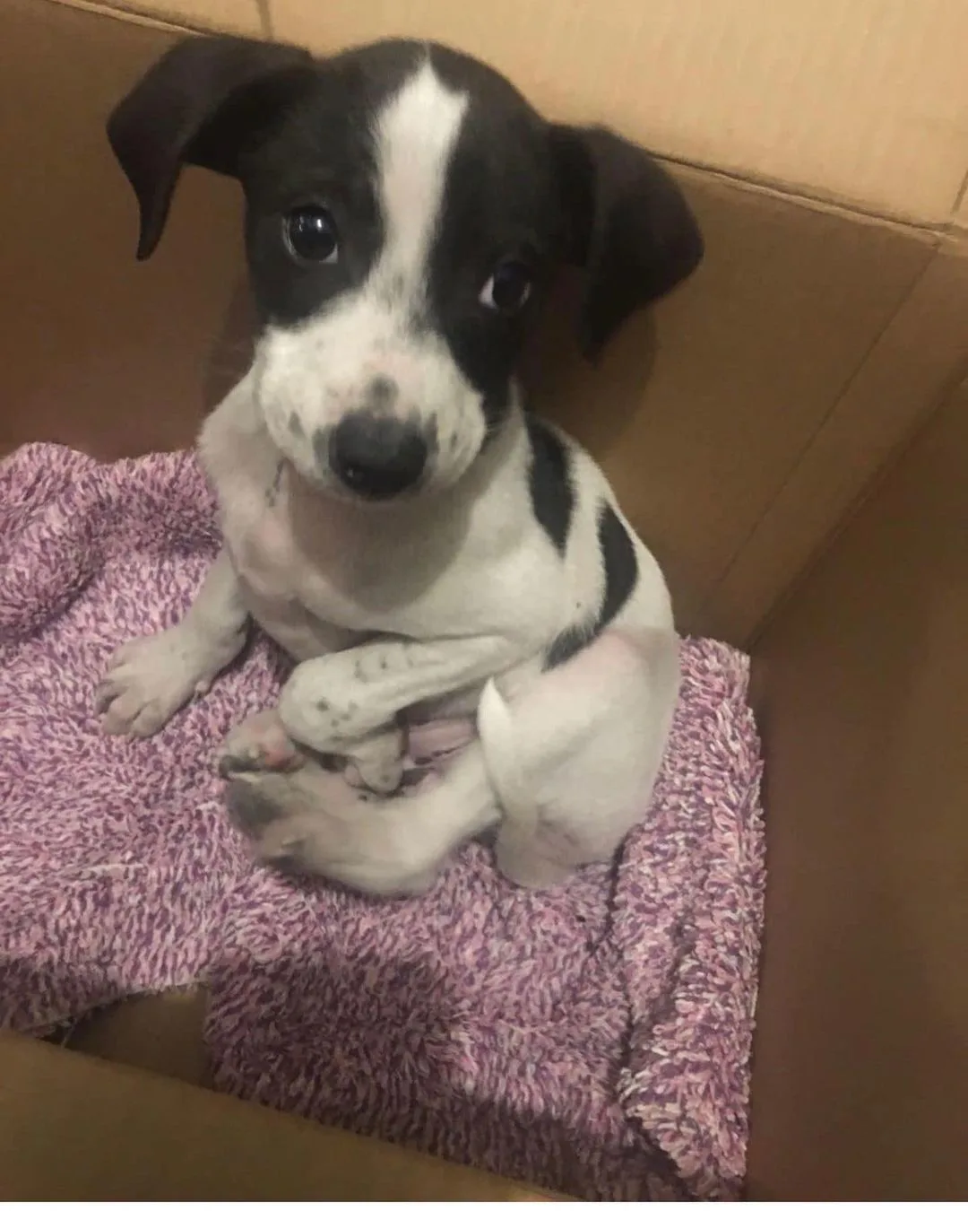 puppy sitting in the box