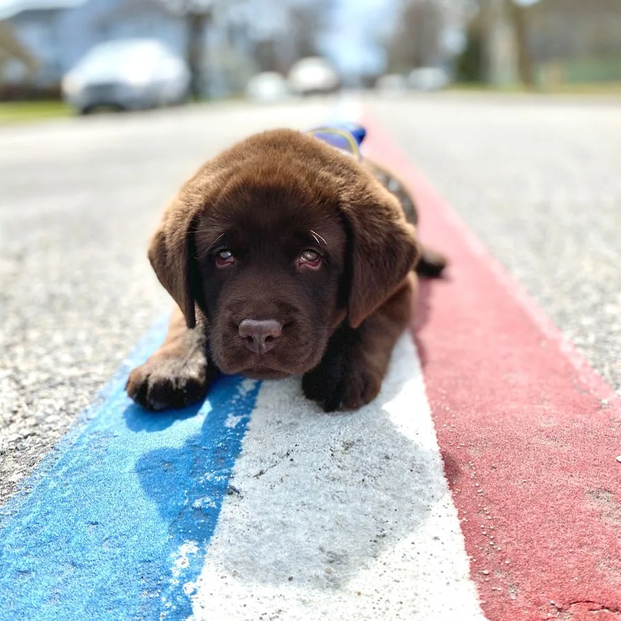 sleepy k-9 dog lying on the road