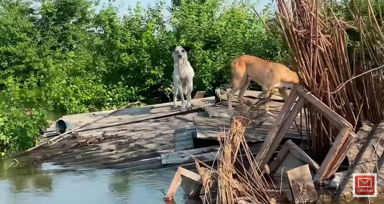 stranded dogs Kherson