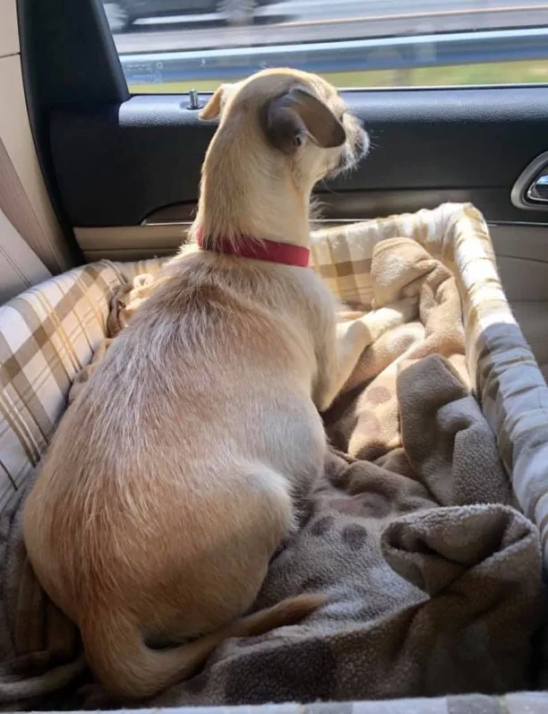 the dog is looking out the window while driving