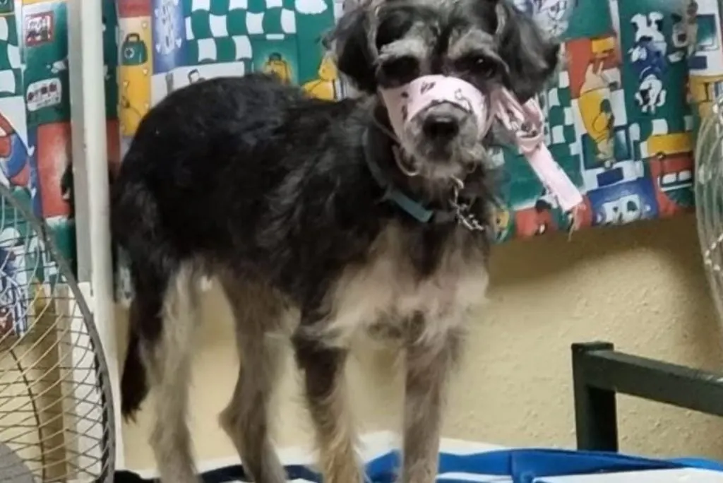 the found puppy with a muzzle is standing on the bed