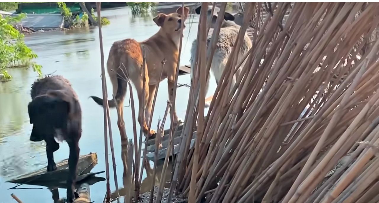 three dogs stranded in flood water