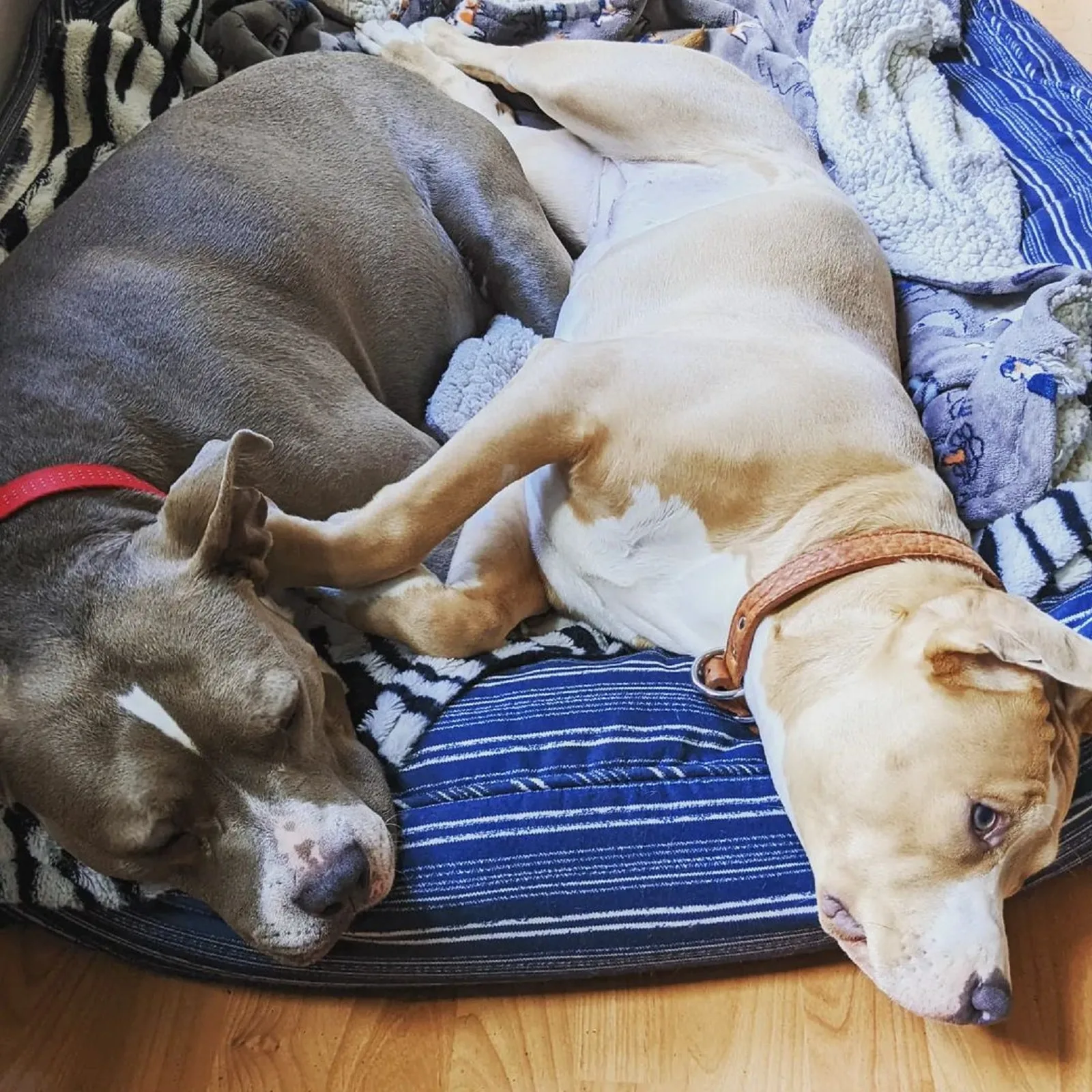 two dog lying together in same bed