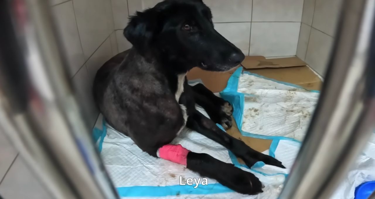 young dog at Kherson vet clinic